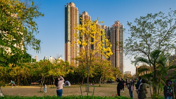 Situated in a high density urban area and located near major transportation routes, Nam Cheong Park is a highly accessible yet well-maintained park to go to for appreciation of a variety of flowering trees including Yellow Pui (<i>Tabebuia chrysantha</i>), Hong Kong Orchid Tree (<i>Bauhinia</i> x <i>blakeana</i>) and Pink Trumpet Tree (<i>Tabebuia rosea</i>).
